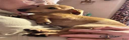 Miniature Dachshund dogs for sale: READY NOW red Brindle boy miniature dachshund  - Advert 13