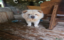 Chow Chow dogs for sale: Bear the chow chow - Image 4