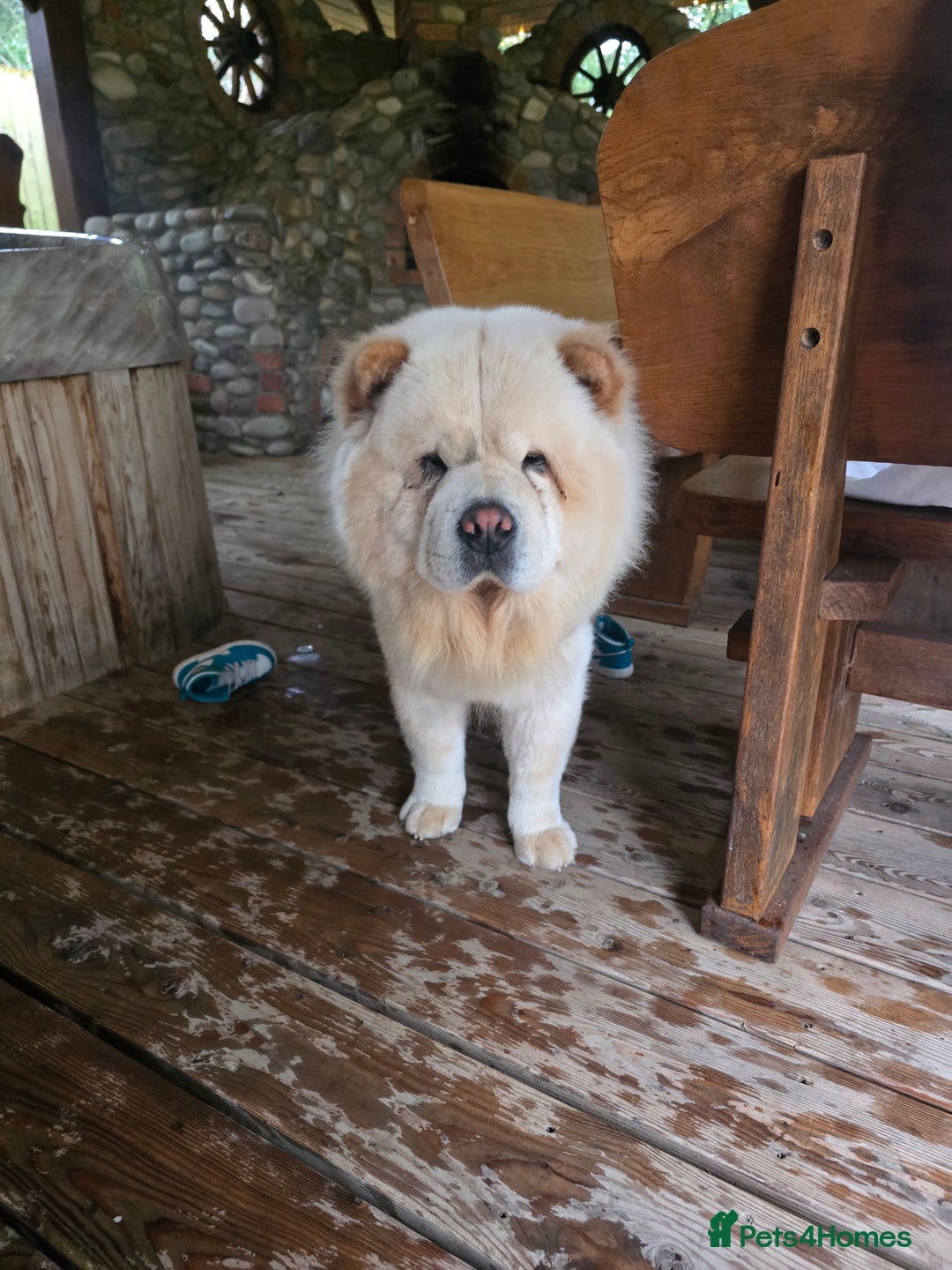 Chow Chow dogs for sale: Bear the chow chow - Image 4
