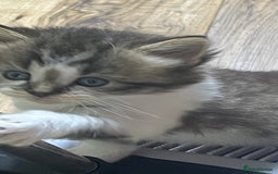 Mixed Breed cats for sale: 4 playful and funny kittens - Advert 21