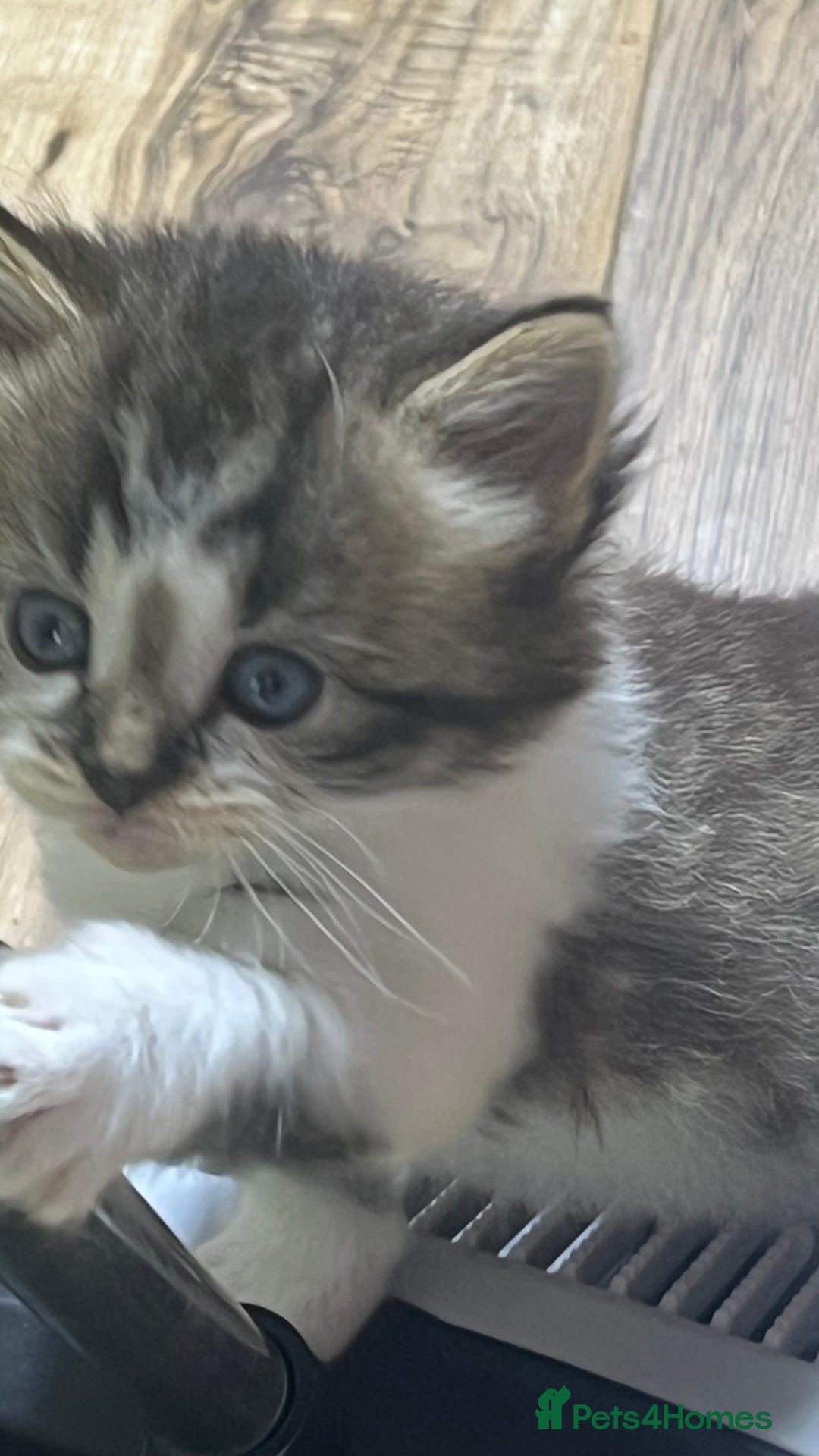 Mixed Breed cats for sale: 4 playful and funny kittens - Advert 21