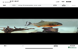 Piranhas fish for sale: Red bellied pirahna - Image 2