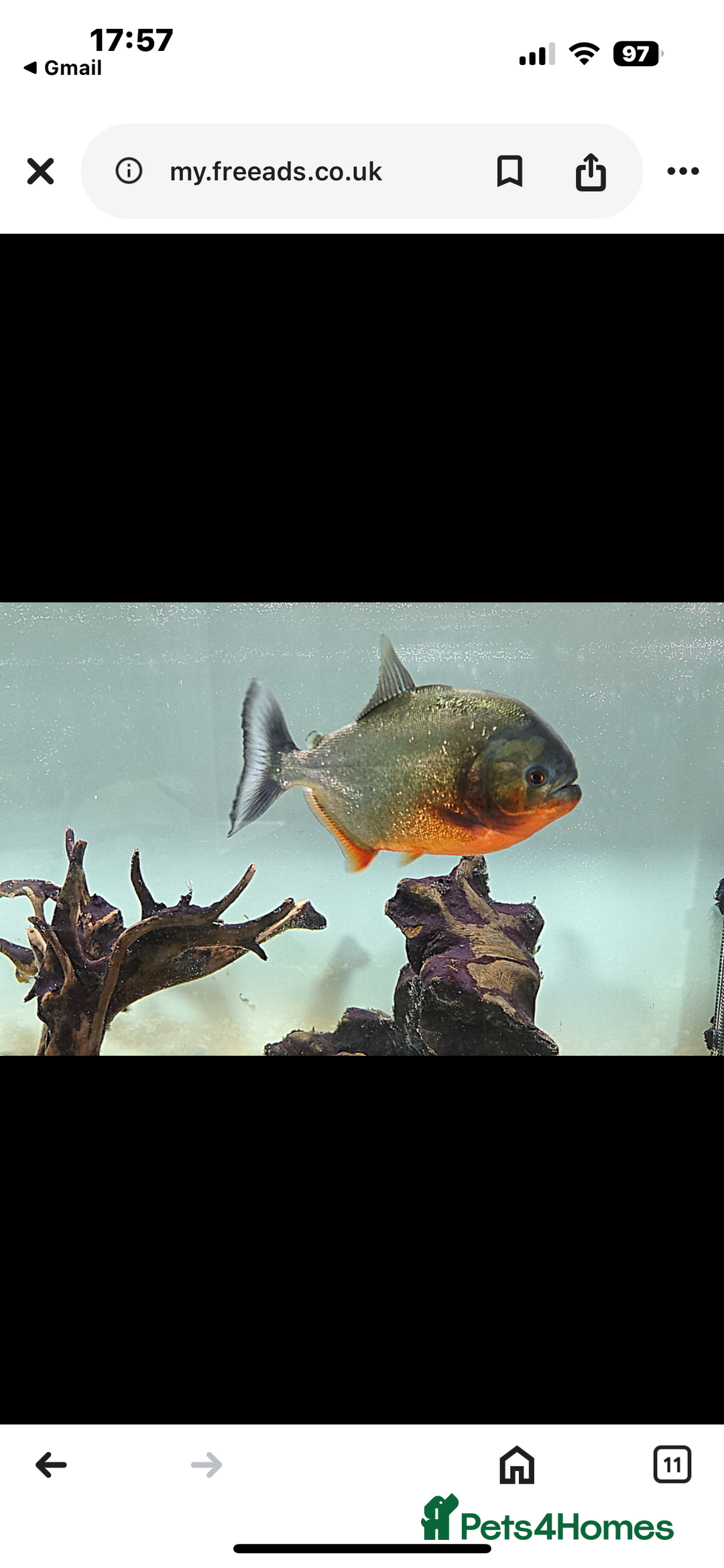 Piranhas fish for sale: Red bellied pirahna - Image 2