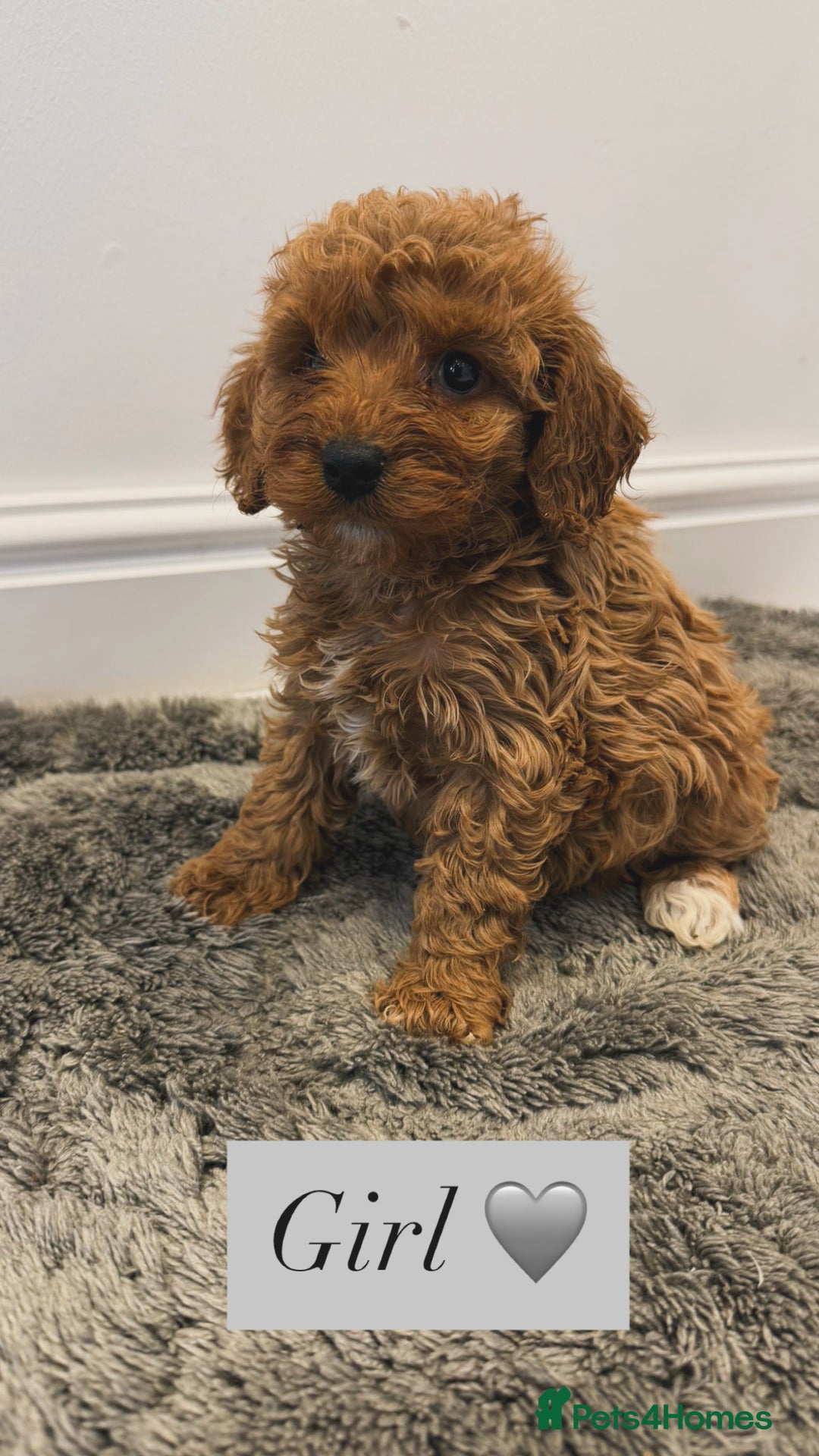 Cockapoo dogs for sale: Cockapoo puppies looking for homes 🏠  - Image 12