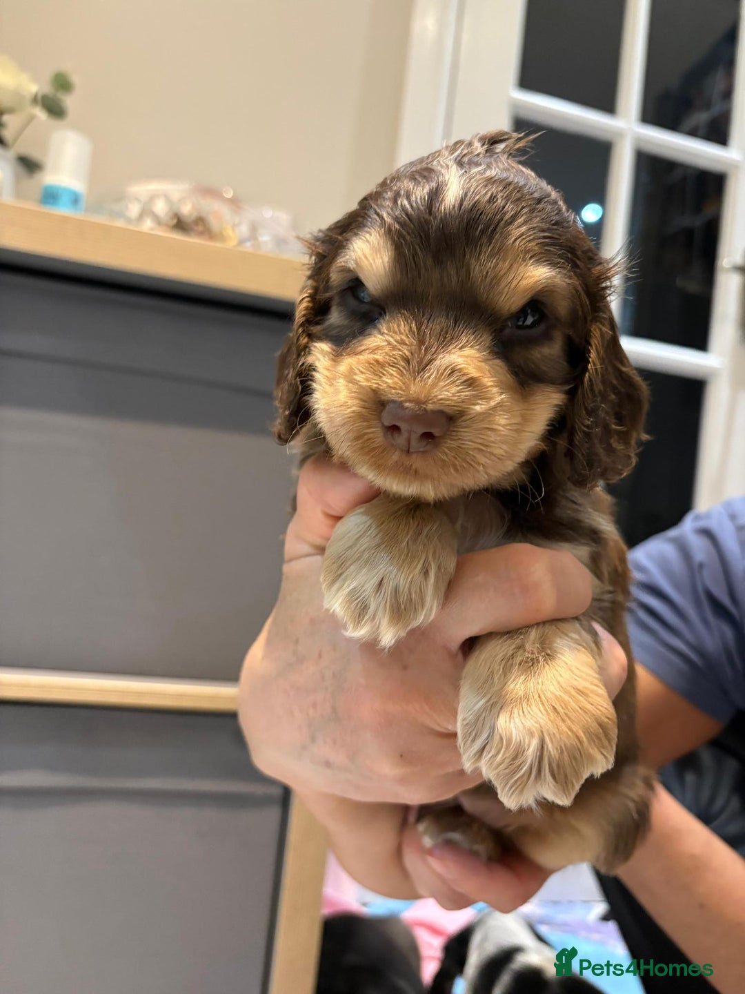Cocker Spaniel dogs for sale: Pure show type KC reg DNA health test  - Advert 35