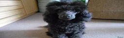Poodle dogs for sale: BEAUTIFUL MINIATURE POODLE COLOUR SOLID BLACK - Advert 1