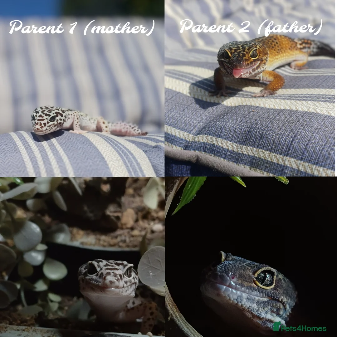 Leopard Gecko reptiles for sale: Mack Snow Eclipse (Tangerine x Black Night Cross)  - Advert 6