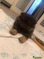 Pomeranian dogs Beautiful short snout kc pomeranian puppies - Advert 3