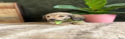 Miniature Dachshund dogs for sale: EXQUISITE CREAM KC MINIATURE DACHSHUND  LONG HAIR - Advert 9