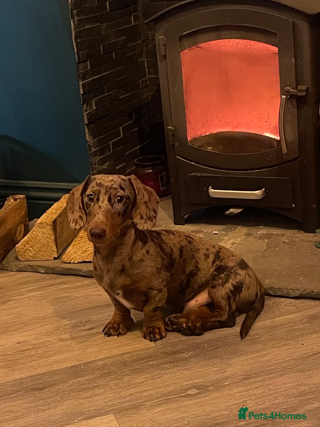 Miniature Dachshund dogs for sale: Miniature dachshund  - Image 1