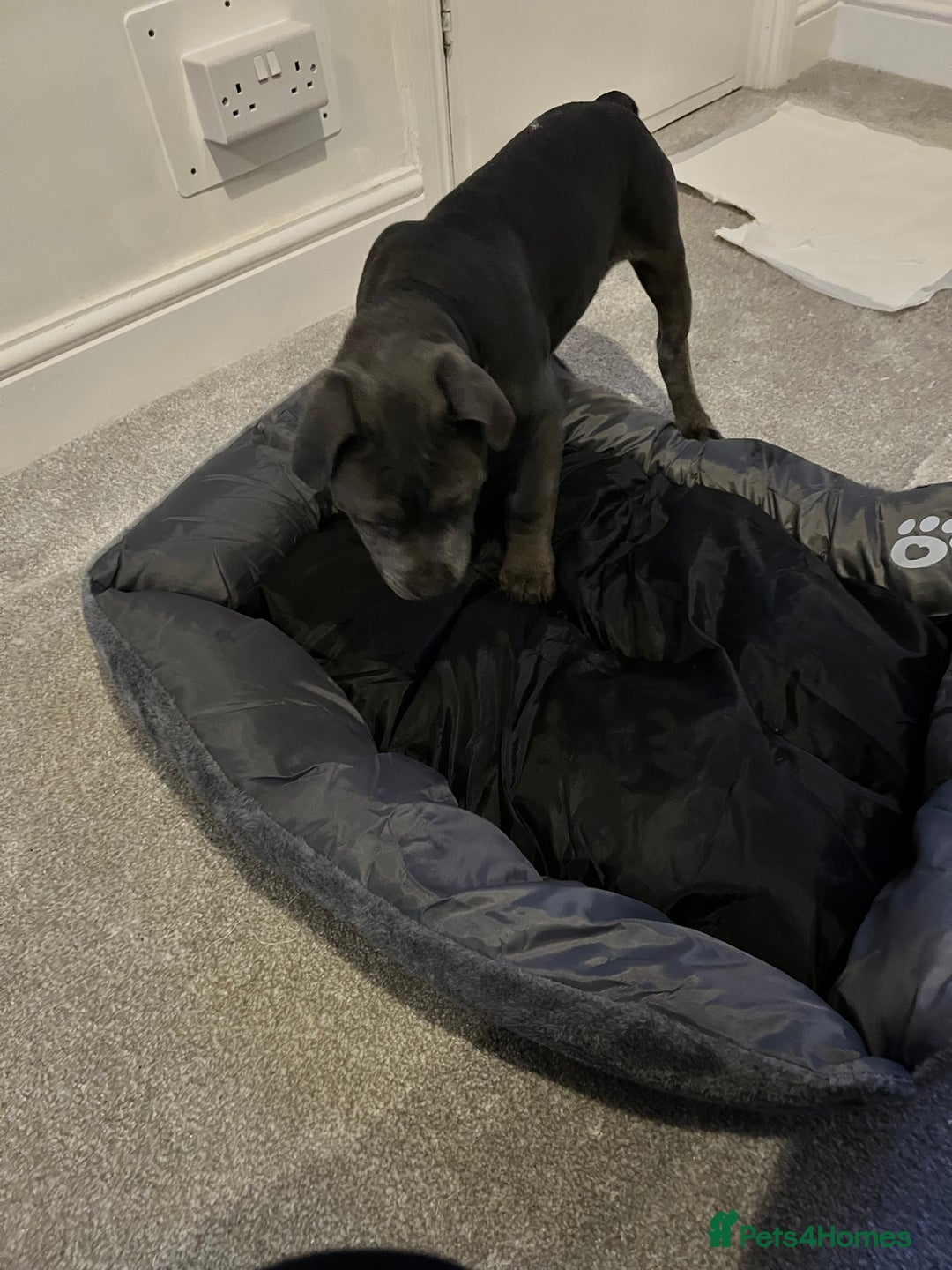 Staffordshire Bull Terrier dogs for sale: Yogi Bear 3 1/2 months old male Staff pup.  - Advert 3