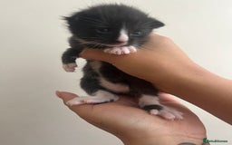 Domestic Shorthair cats for sale: Three domestic shorthair for sale  - Image 9