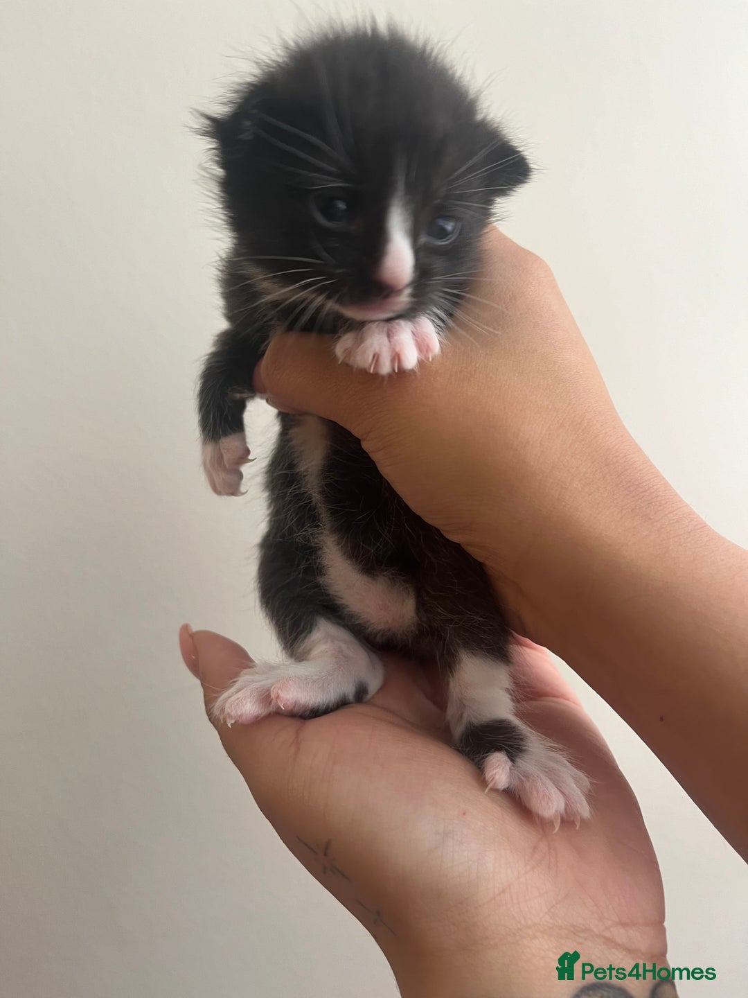 Domestic Shorthair cats for sale: Three domestic shorthair for sale  - Image 9