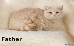 British Shorthair cats for sale: Rare colors British Shorthair kittens - Image 14