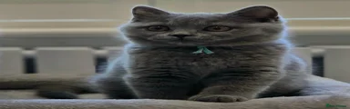 British Shorthair Grey Female (Turquoise collar)