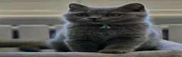 British Shorthair cats for sale: British Shorthair Kittens Teddy Bear chunky Teddys - Advert 25