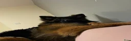 German Shepherd dogs for stud: Long Haired Black & Tan GSD Stud  - Advert 14