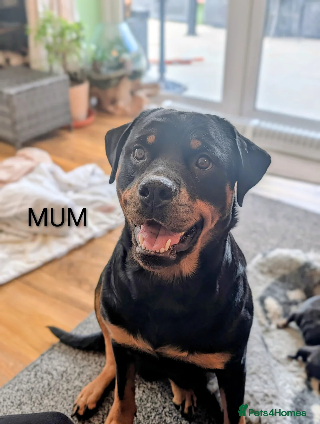 Rottweiler dogs for sale: Beautiful Rottweiler puppies!! in Thetford - Advert 2