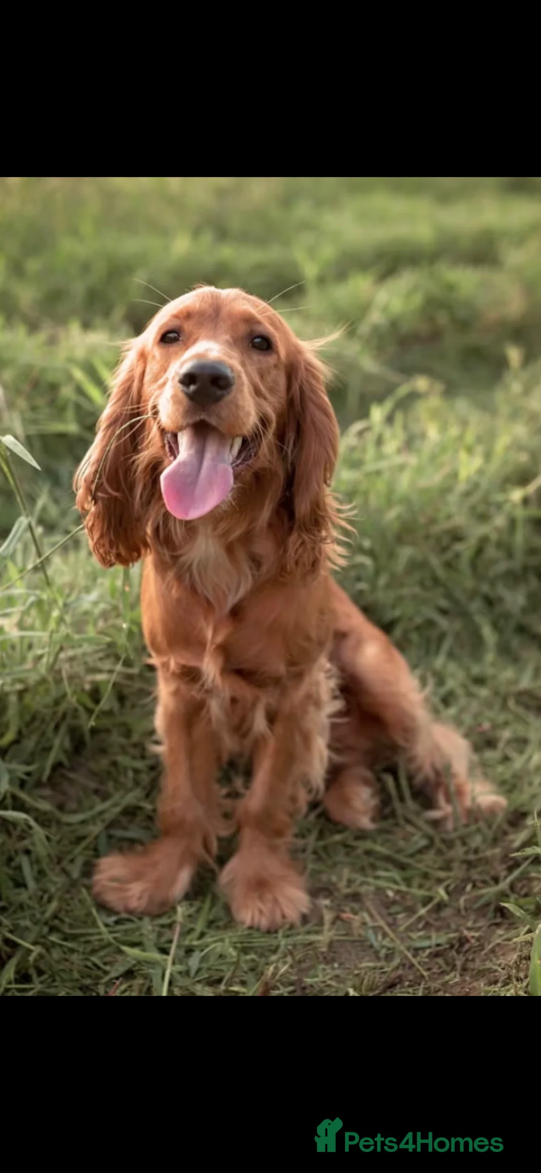 Cocker Spaniel dogs for sale: English cockerspaniel black and white  - Advert 2