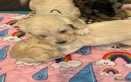 Cockapoo dogs for sale: Cockapoo puppies F1  - Image 16