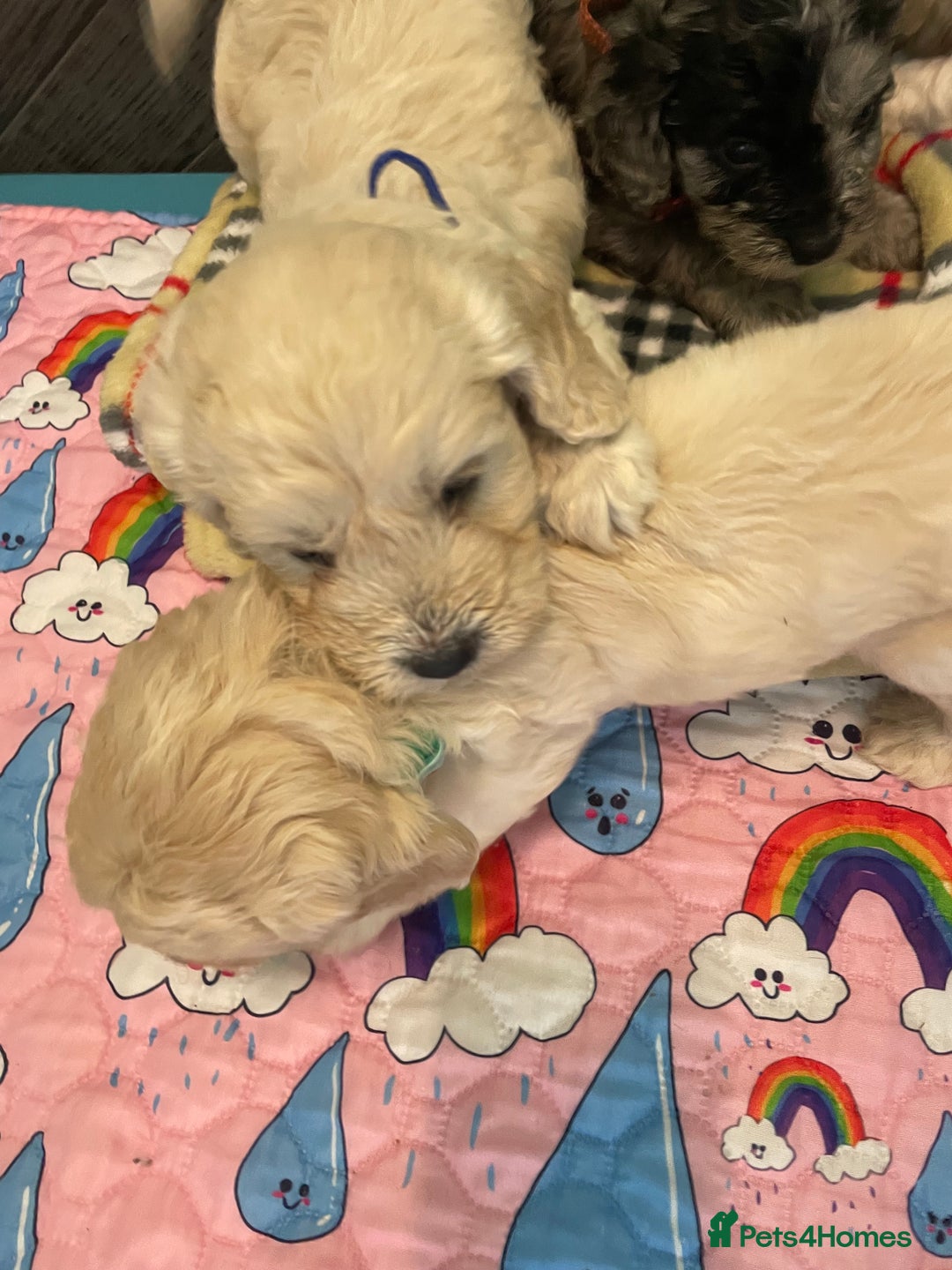 Cockapoo dogs for sale: Cockapoo puppies F1  - Image 16