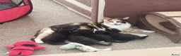 Mixed Breed cats for sale: Beautiful kittens  looking for loving families! - Advert 6