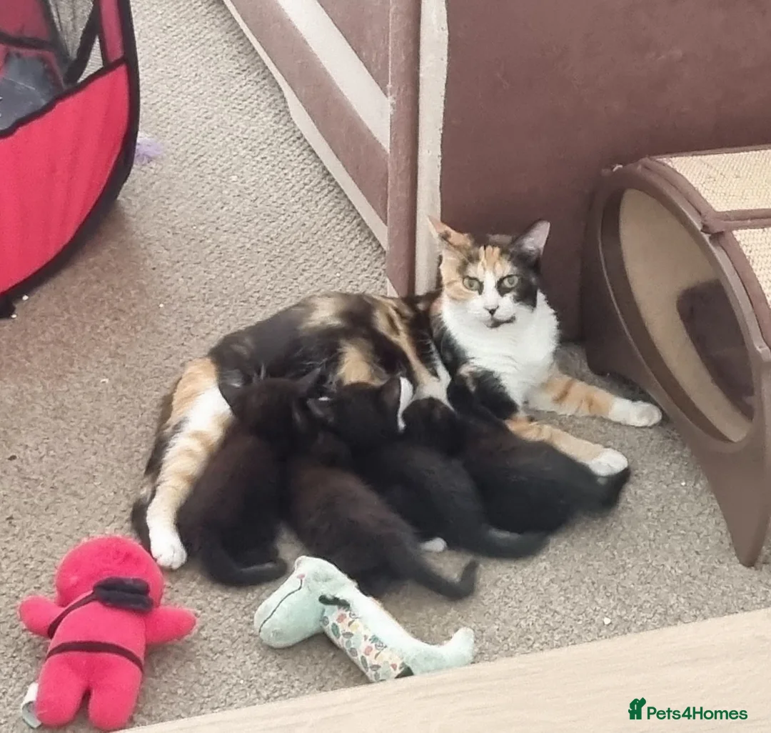 Mixed Breed cats for sale: Beautiful kittens  looking for loving families! - Advert 6