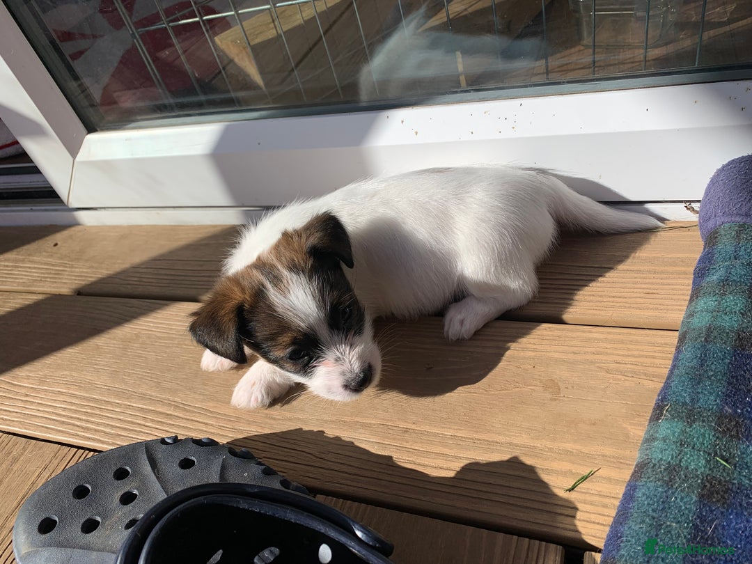 Jack Russell dogs for sale: KC Jack Russell Puppies - One Boy Left! - Image 12