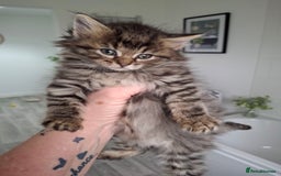 Ragdoll cats for sale: Beautiful Bengal/Ragdoll Male Kitten - Image 2