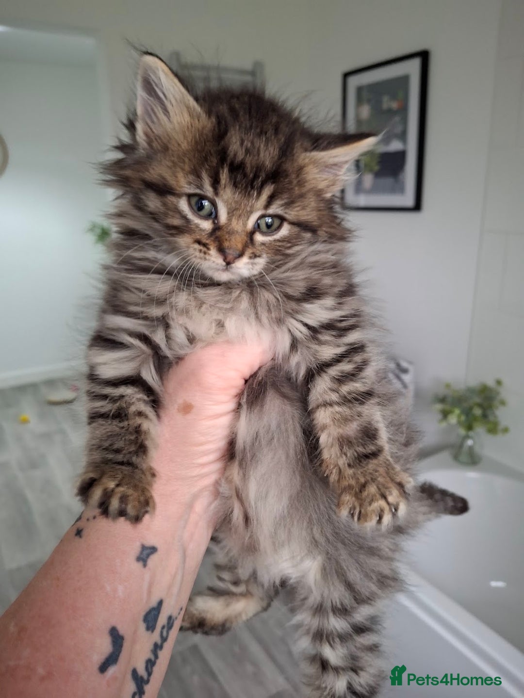Ragdoll cats for sale: Beautiful Bengal/Ragdoll Male Kitten - Image 2
