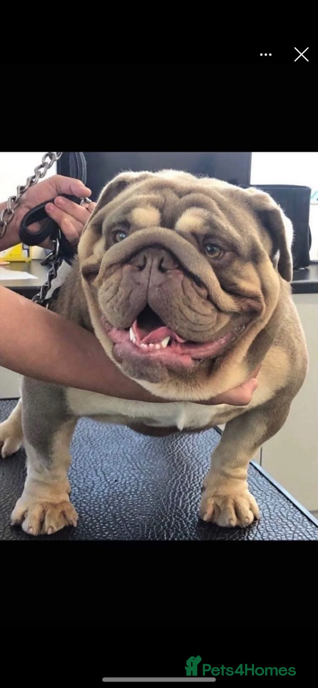 English Bulldog dogs for sale: Female english bulldog  - Advert 2