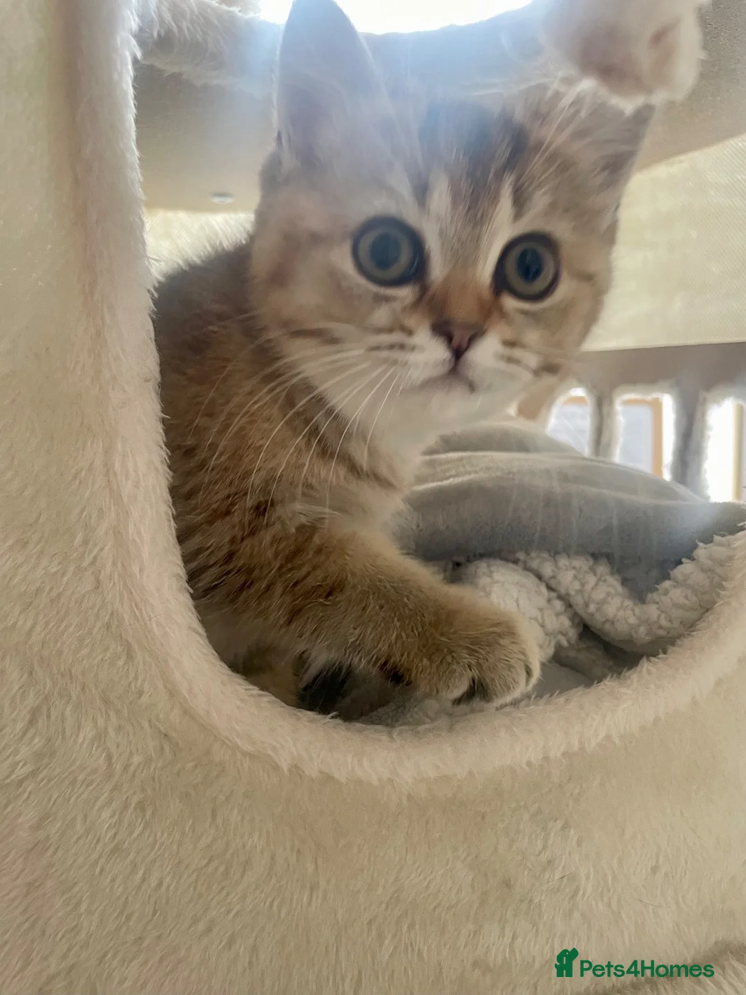 British Shorthair cats for sale: 🏆🌺Last Adorable little BSH Ready🏆 - Advert 2