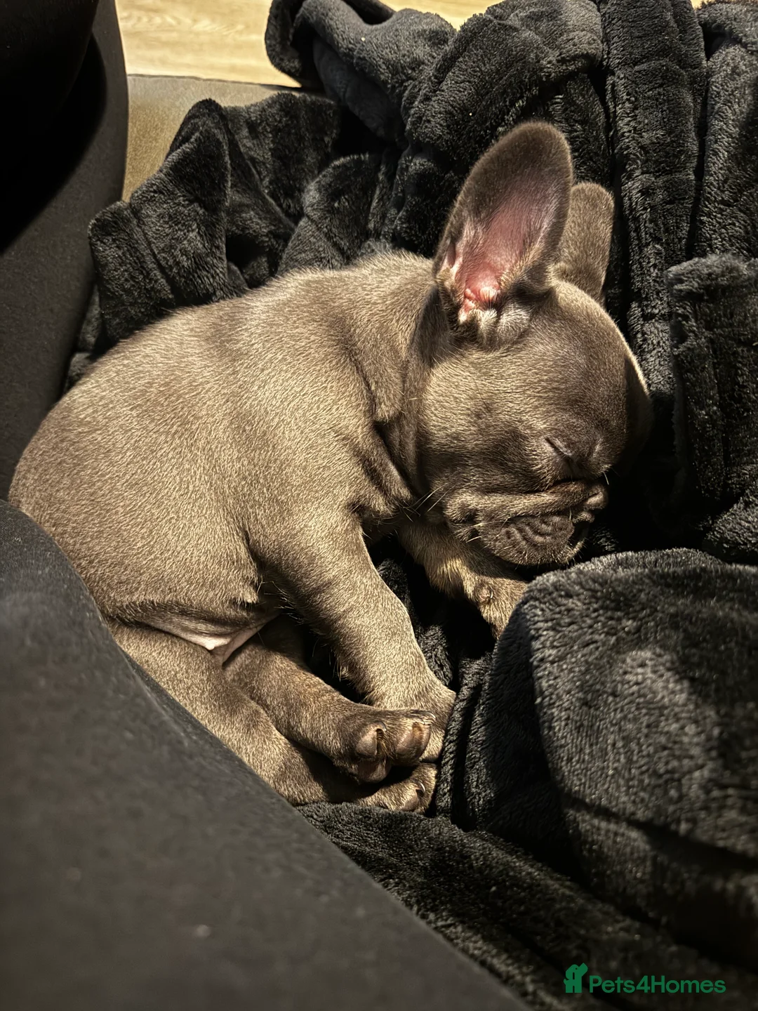 French Bulldog dogs for sale: French Bulldog Bitch - Advert 11