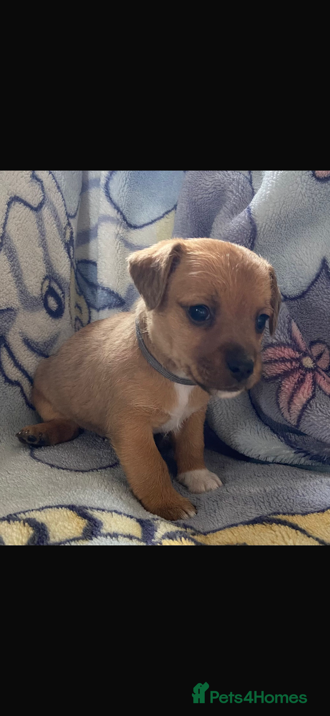 Patterjack dogs for sale: 4 beautiful patterjack boys  - Image 3