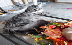 Maine Coon cats for sale: XXL Maine-coon beautiful silver boy. - Image 12