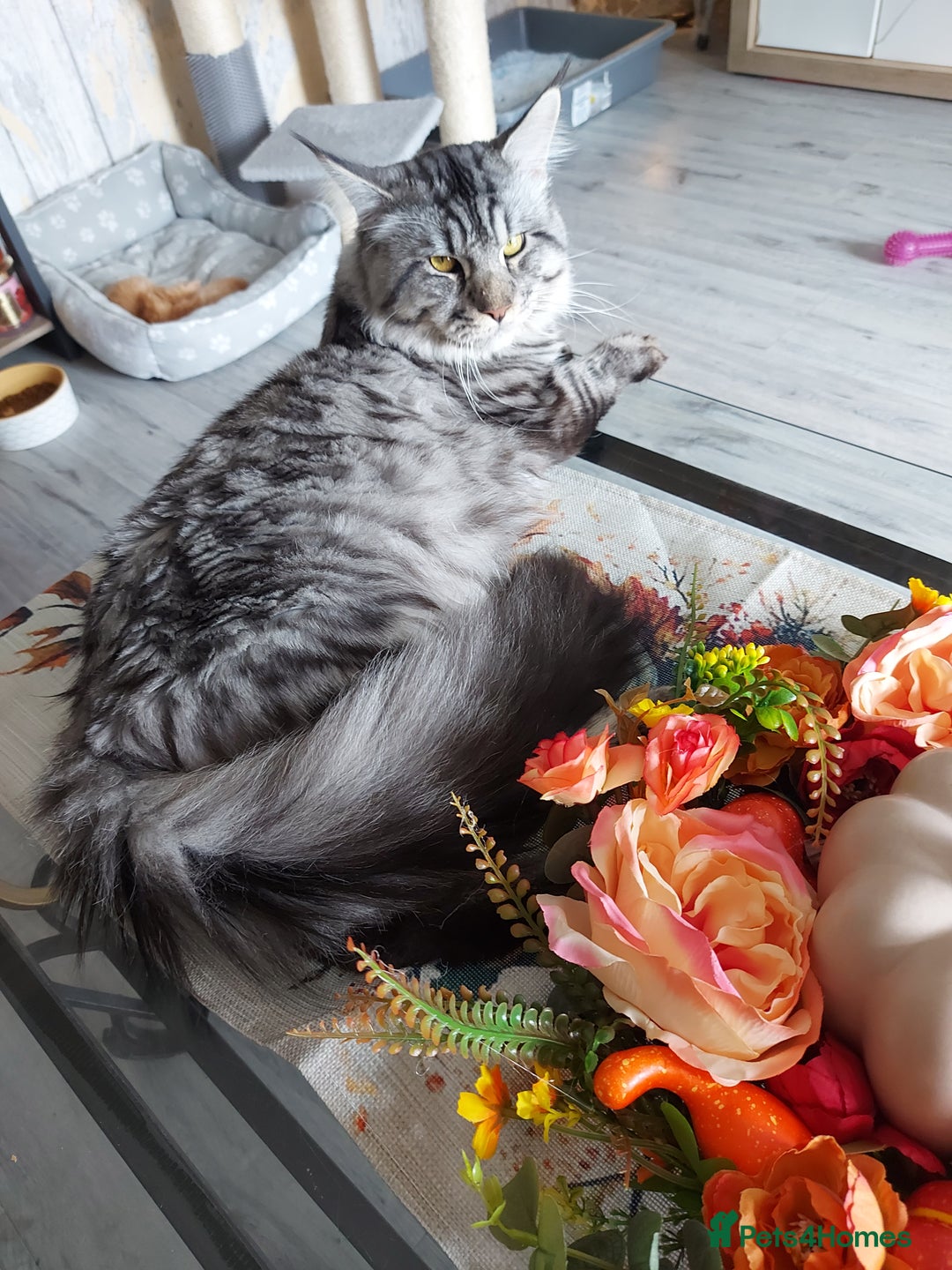 Maine Coon cats for sale: XXL Maine-coon beautiful silver boy. - Image 12