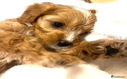 Cavapoo dogs for sale: ⭐️ Black & Tan Female Toy Cavapoo ⭐️ - Image 22