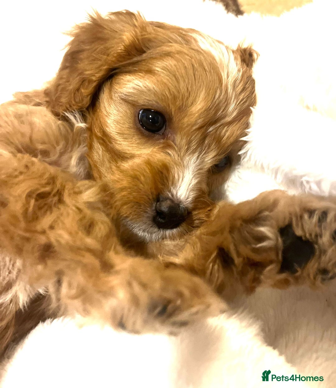 Cavapoo dogs for sale: ⭐️ Black & Tan Female Toy Cavapoo ⭐️ - Image 22