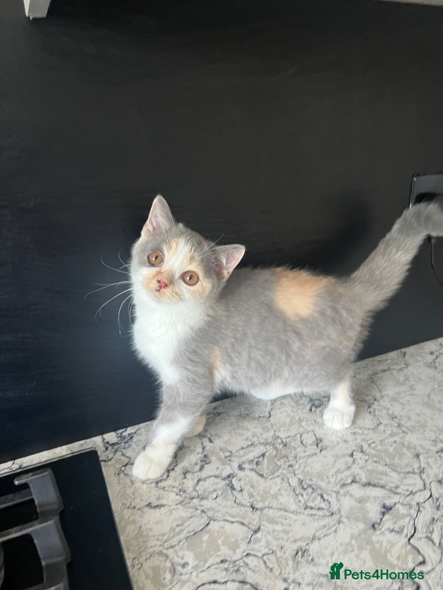 British Shorthair cats British Shorthair, registered  - Advert 6