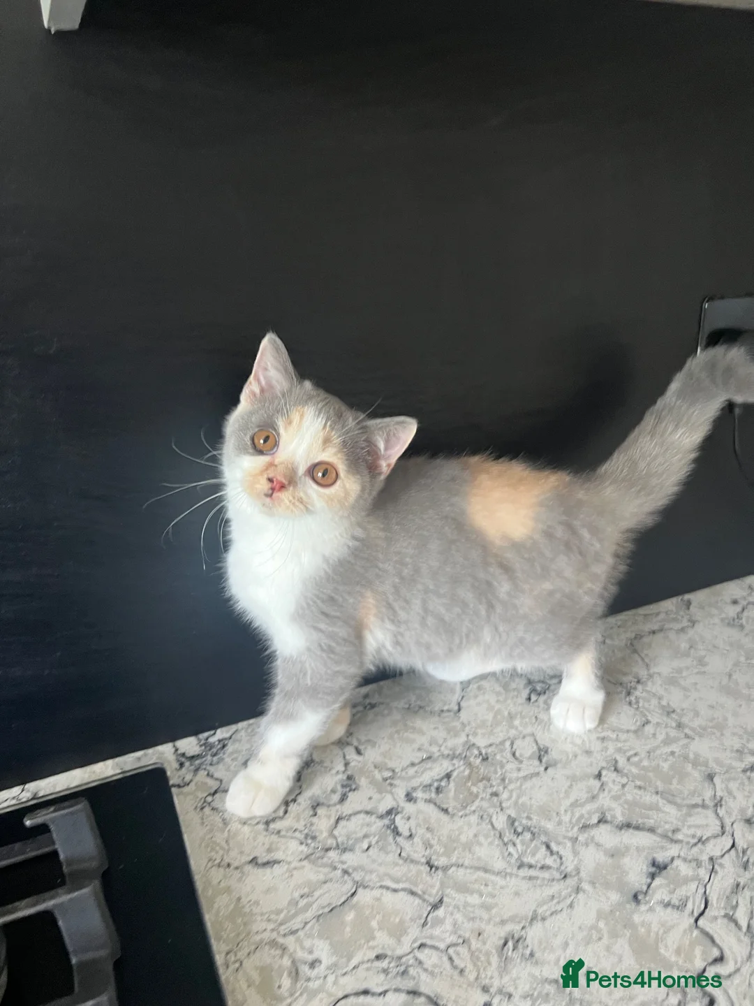British Shorthair cats for sale: British shorthair registered with GCCF - Advert 1