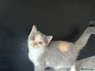 British Shorthair cats British Shorthair, registered - Advert 6