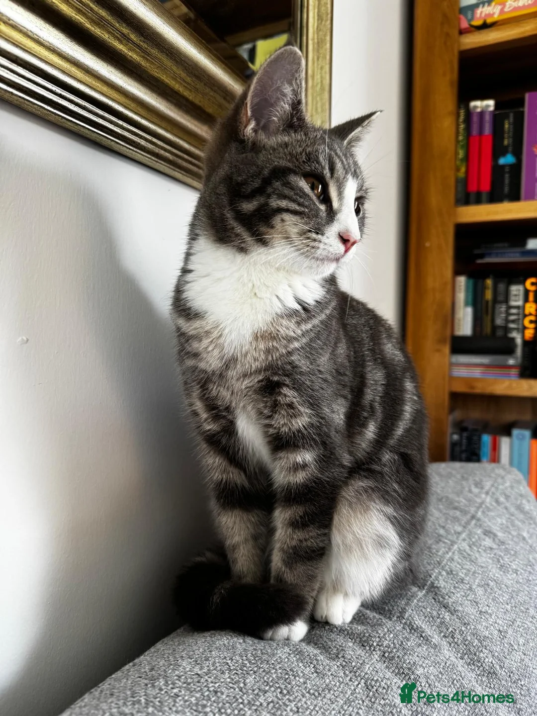 Mixed Breed cats for sale: Female kitten in Norwich - Advert 1