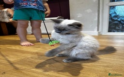 Birman cats for sale: Birman kittens  - Image 18