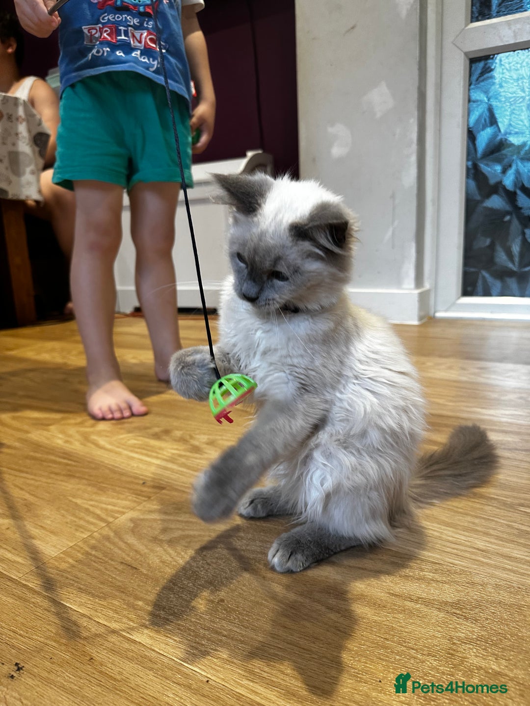 Birman cats for sale: Birman kittens  - Image 18