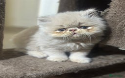 Persian cats for sale: Pedigree Persian Kittens ready to be rehomed - Image 19