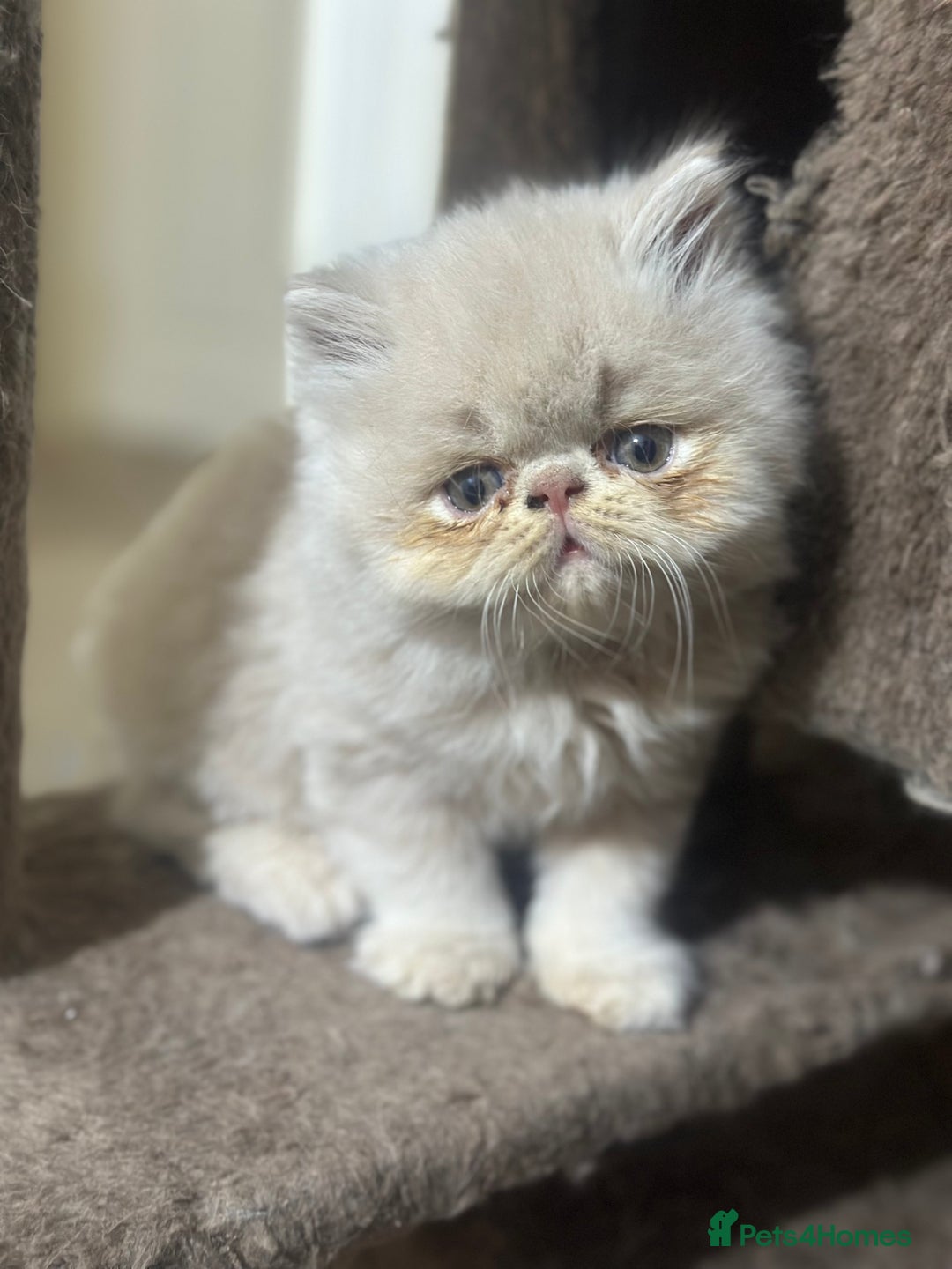 Persian cats for sale: Pedigree Persian Kittens ready to be rehomed - Image 19