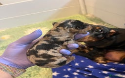Miniature Dachshund dogs for sale: Absolutely stunning, very healthy dapple dachshund - Image 4