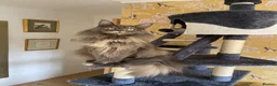 Maine Coon cats for sale: ⭐️⭐️GCCF Registered ⭐️⭐️ - Advert 8