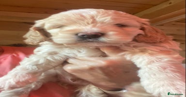 Cockapoo dogs - Advert 3