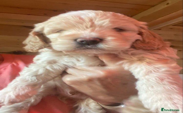 Cockapoo dogs - Advert 1